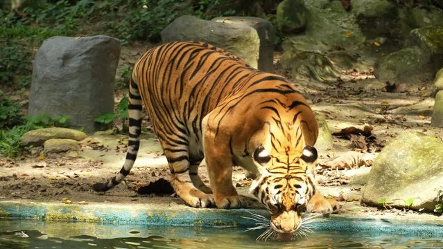 A handheld footage and following Malayan Tiger drinking and entering the water in its own habitat. Another tiger species near to extinction.