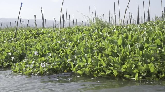 Water hyacinth Eichhornia crassipes or known as eceng gondok plants population on Rawa Pening lake, Semarang, Indonesia