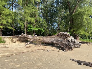 Fototapeta na wymiar Fallen tree after storm on the beach, sea