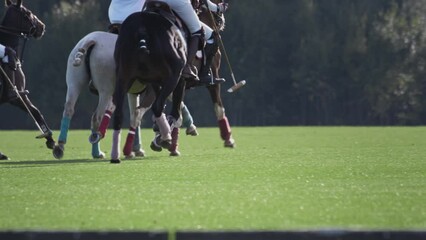 Polo game, two teams on horseback in slow motion. Horseback riding. Polo in the grass arena, equestrian sports in the stadium. Strikes the ball with a wooden mallet. Luxury polo club for celebrities.