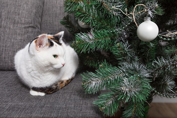 A white cat with black and red spots on its back and head sits on a sofa next to a Christmas tree, New Year's cozy atmosphere