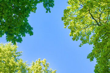 Tree branches and blue sky, view from below. Bottom view on the crown of beech trees.