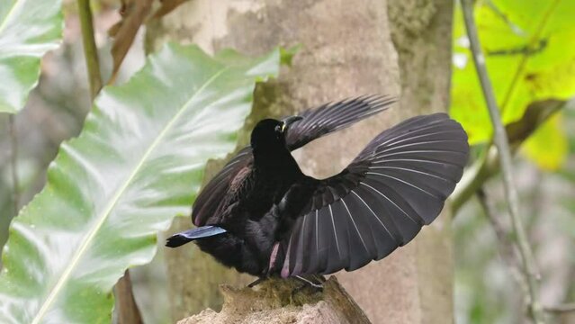 a male victoria's riflebird stands on a stump with its wings raised in a mating display at lake eacham in nth qld, australia