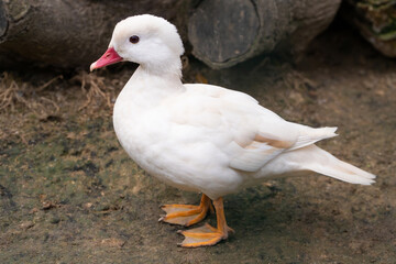 beautiful close up white duck