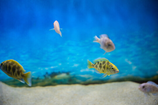 beautiful colored fish in the aquarium