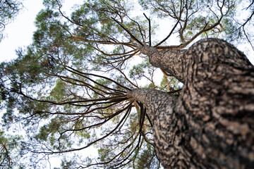 Fototapeta premium big trees in the forest