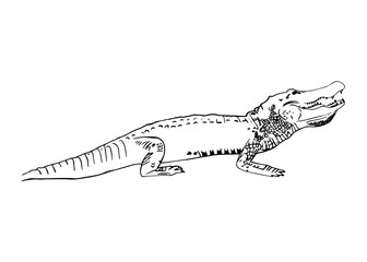 A standing crocodile. isolated vector graphic