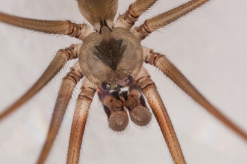 close up spider, macro photography