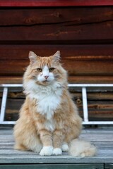 cat on the porch