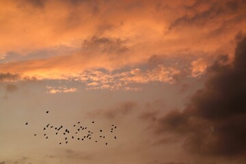 sunset in the sky with birds flying
