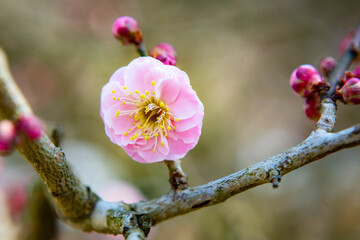 桃色の梅の花	