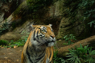 Close up view of striped African Tiger in wild ecosystem,Wildlife feline animals