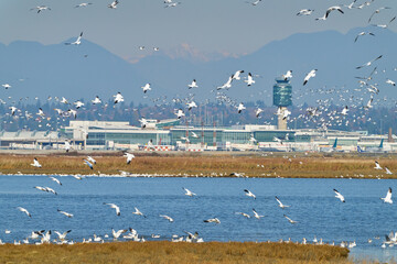 Snowgeese Landing near the Vancouver Airport. A flock of Snow Geese landing near the Vancouver International Airport YVR.

