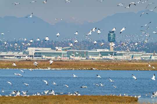 Snowgeese Landing near the Vancouver Airport. A flock of Snow Geese landing near the Vancouver International Airport YVR.

