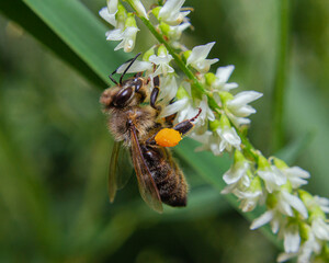 A Western honeybee on a Melilotus Albus or white sweet clover flower 