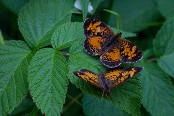 Two Checkerspot butterflies in the garden