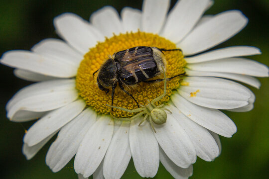 Trichiotinus Piger, hairy flower chafer, bee-like flower scarab, or chafer beetle about to get attacked by a flower crab spider.