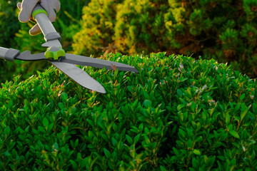 pruning boxwood with garden shears.Shearing and shaping boxwood. Tool for plant formation concept....