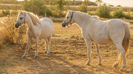 Breeding and raising horses.pair of white horses with white manes.White horse on a sunny windy day in a paddock.Farm animals.horse walks in a street paddock. Animal husbandry and agriculture concept