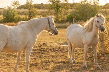  Farm animals. White horse on a sunny windy day in a paddock.horse walks in a street paddock....
