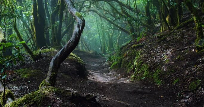 Natural foggy fairytale mystic forest in Anaga Rural Park. Dark evergreen deciduous laurel woodland, nature background. Mesmerizing path through dense trees.