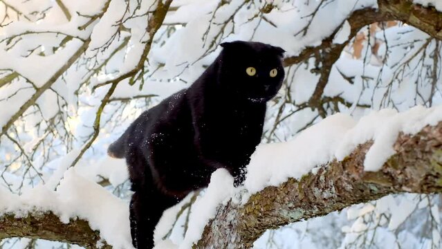 black cat and snow. cat walks on snowy tree branches.Pets in winter. 4k footage