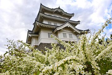 Fototapeta premium ユキヤナギの奥に見える忍城