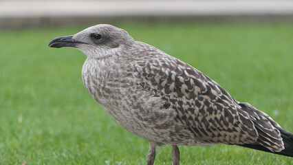 Seagulls standing on gras at a harbour UK
