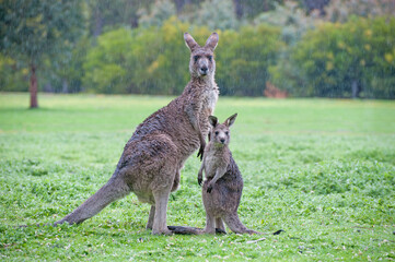 Eastern grey kangaroo with joey in the   Grampians national park ,Victoria, Australia.