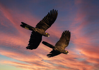 Flock of yellow tailed black cockatoos on the north coast of New South Wales, Australia. © 169169