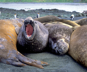 Elephant seals on Macquarie island in the Southern ocean .