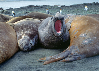 Elephant seals on Macquarie island in the Southern ocean .
