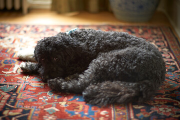 Black dog white paw in a sunbeam