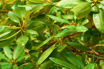 Rhododendron ponticum green leaf texture. Leaves texture background. Creative layout of green leaves. Nature background