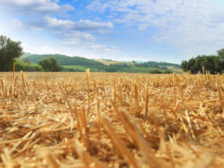 Mowed agriculture field outdoors on sunny day. Agricultural industry