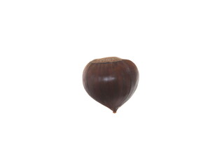 Chestnut, sweet chesnut  - castanea sativa, Spanish Chestnut, edible nut, on white background