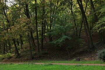 Naklejka premium Pathway, green grass and trees in beautiful public city park on autumn day