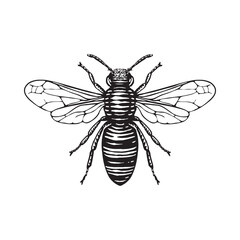 Illustration of a Honey bee in a vintage woodcut style. 