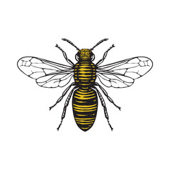 Illustration of a Honey bee in a vintage woodcut style.  Yellow colour is isolated on a seperate layer for easy of editing. 