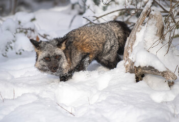 Cross Fox in Winter
