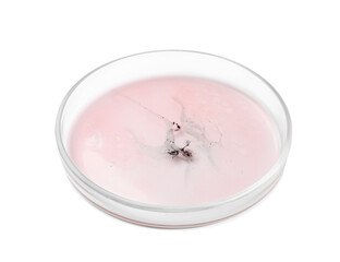 Petri dish with bacteria on white background