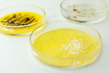 Petri dishes with bacteria colonies on white background, closeup