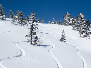 山スキー　新雪のシュプール