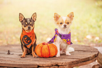 Two dogs with a pumpkin. Black and white chihuahua in halloween bandanas.
