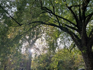 Fototapeta na wymiar Beautiful view of trees in autumn park