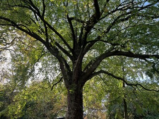 Beautiful view of trees in autumn park