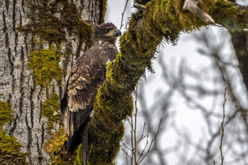 2022-12-07 A YOUNG BALD EAGLE PERCHED IN A TREE NEXT TO THE SKAGIT RIVER IN WASHINGTON STATE