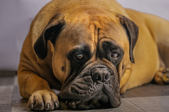  2022-12-07 CLOSE UP OF A LARGE FAWN COLORED BULLMASTIFF LYING ON A FLOOR STARING INTO THE CAMERA WITH NICE EYES