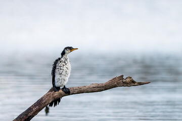 Little Pied Cormorant (Microcarbo melanoleucos) perched on a dead branch