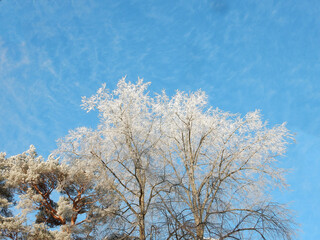 Obraz na płótnie Canvas winter snow covered trees against the blue sky, copy space
